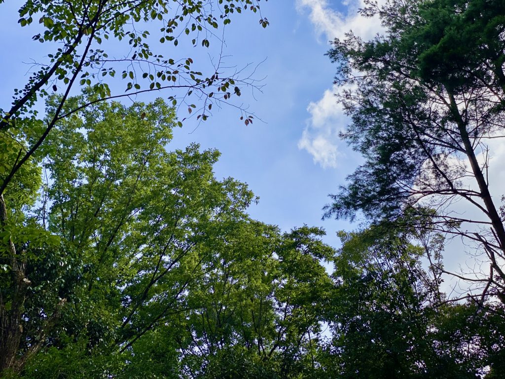 写真AC 副業 稼げない 写真 風景 料理